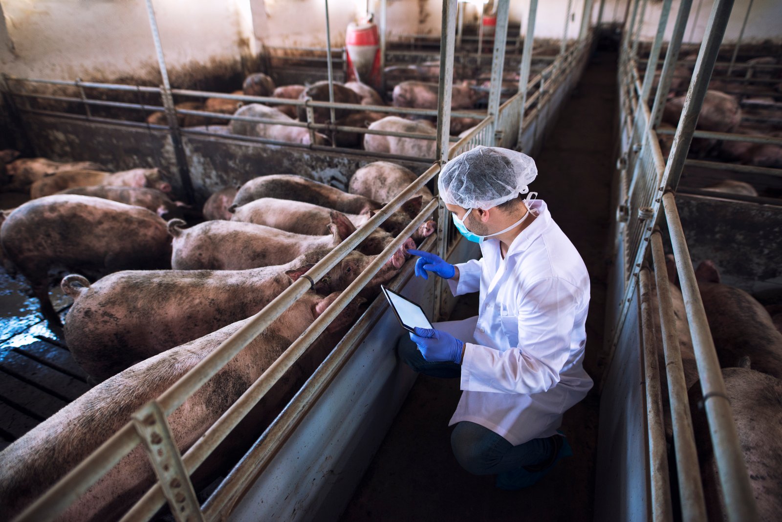Suinocultura e biogás